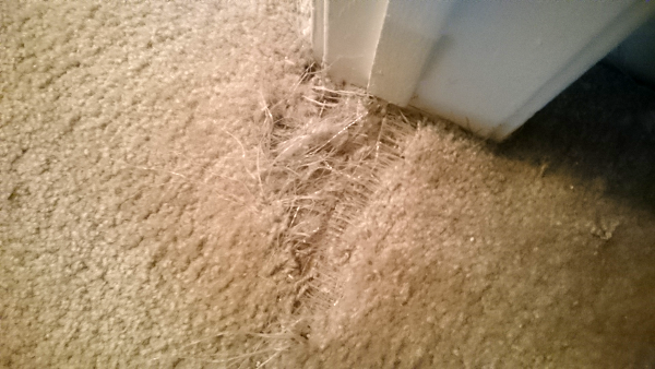 cat is tearing up carpet